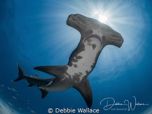 This is a well-known female great Atlantic hammerhead sha... by Debbie Wallace 